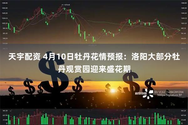 天宇配资 4月10日牡丹花情预报：洛阳大部分牡丹观赏园迎来盛花期